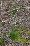 Yellow hatpins